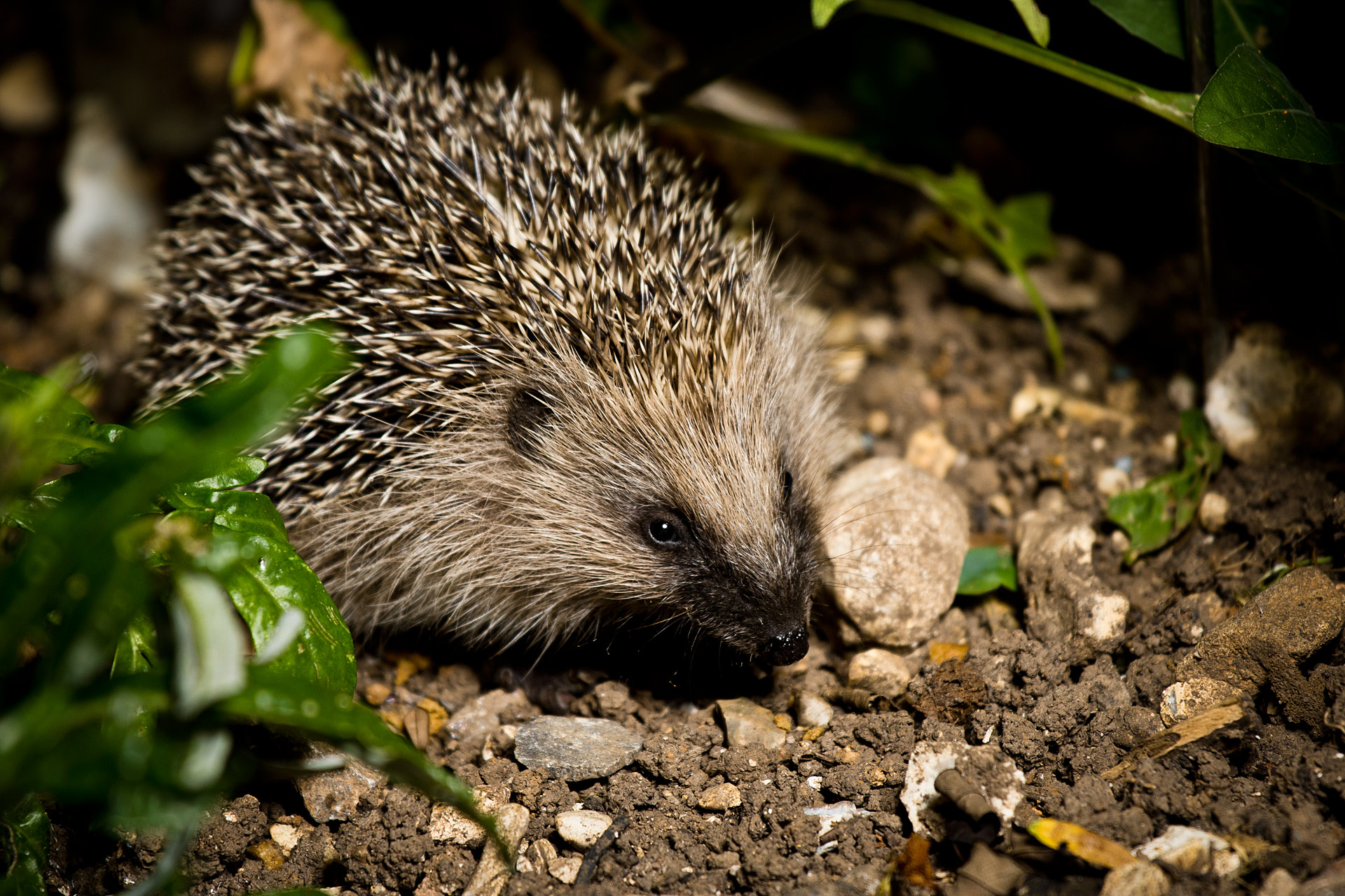 Hedgehog by flash